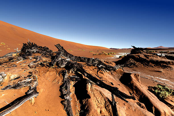 Deadvlei clay pans and dead camel thorn trees remains
