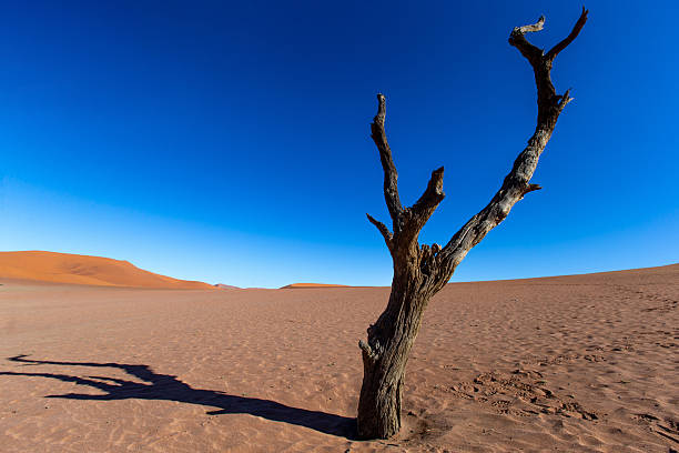 Deadvlei clay pans and dead camel thorn trees