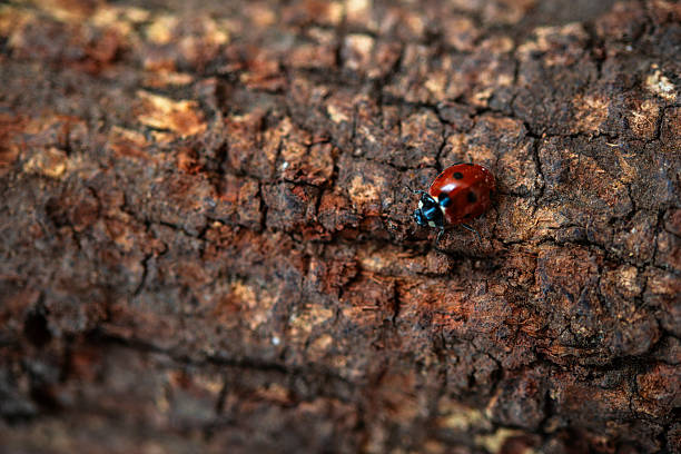 A close-up of a ladybug walking calmly on the bark of a tree. It's a piece of trunk that has been cut for firewood and is lying down.