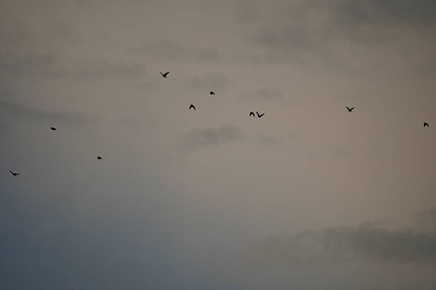 istock Flock of Birds Flying in Formation Against Cloudy Sky 2233884465