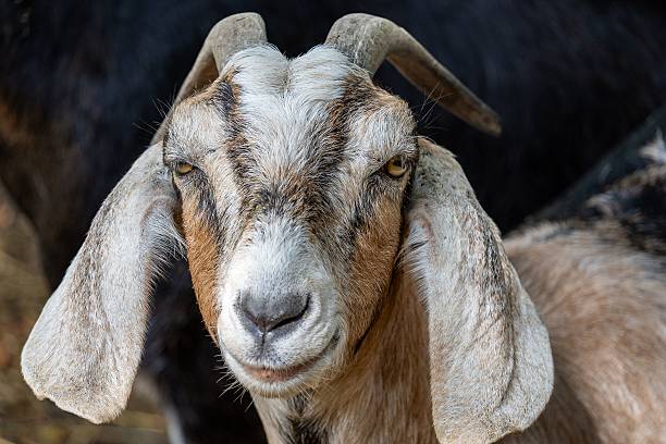 istock Close-up of a goat with expressive eyes. 2233887576