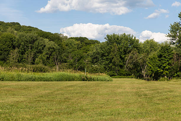 istock Scenic View of a Vibrant Meadow Bordered by Lush Green Trees 2233895051