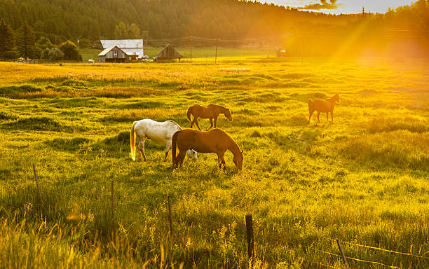 istock Horse on Farmhouse 2233895655