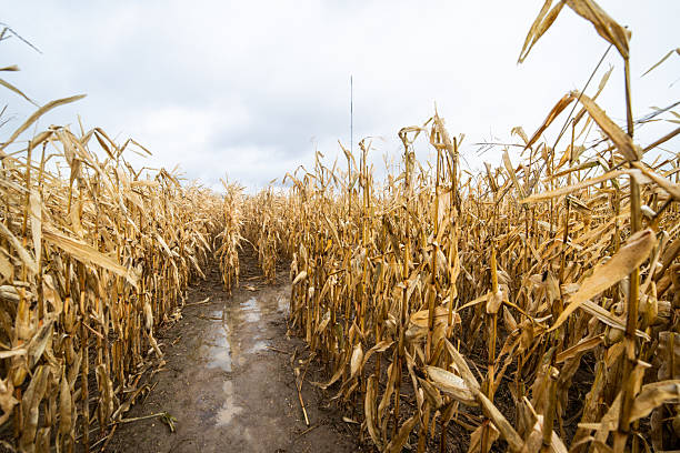 istock Path in a Golden Corn Field During Harvest Season with a Scenic View 2233896085