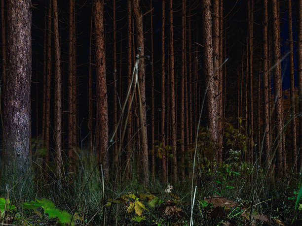 istock Dense Forest at Dusk Under Mysterious Night Sky with Tall Trees 2233896726