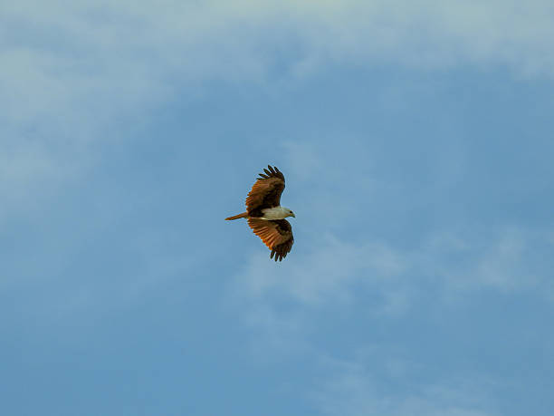 istock Brahminy Kite Flying in Borneo 2233897639
