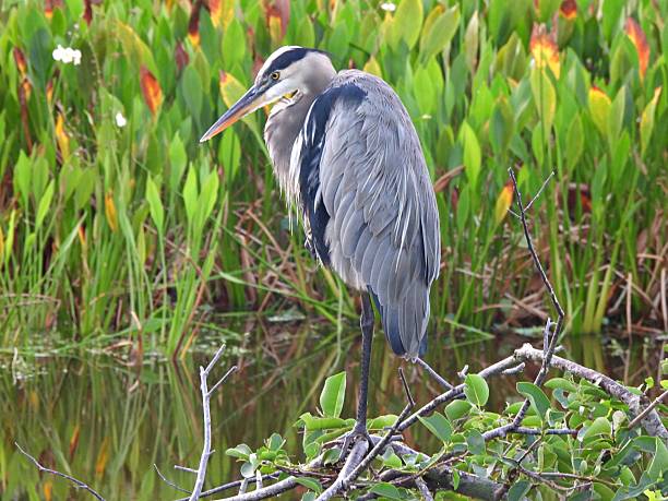 istock Great Blue Heron (Ardea herodias) - surrounded by water plants 2233898338