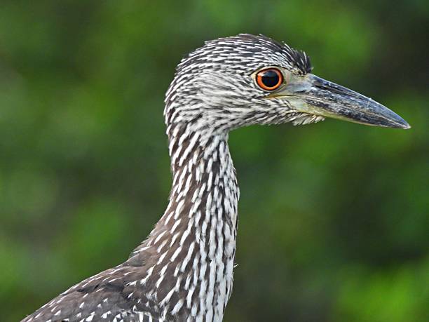 istock Yellow-Crowned Night-Heron (Nyctanassa violacea)- juvenile 2233898369