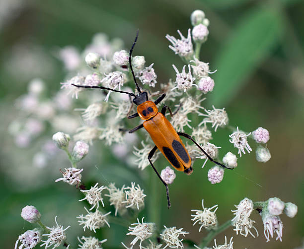 istock Close up of an orange bug on a flower. 2233902480