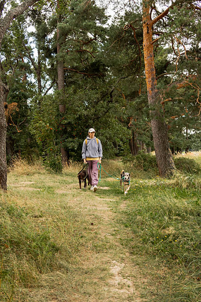 istock person walks two dogs on path in forest or park. Pet training with handler, professional dog walker. 2233902820