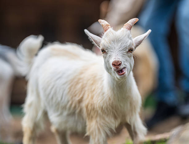 istock Playful young goat making funny facial expression. 2233904268