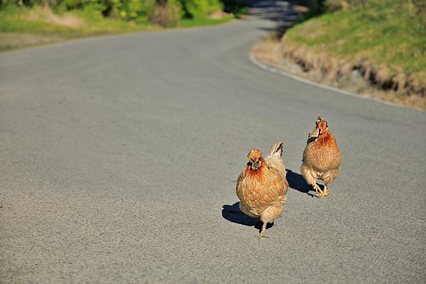 Two brown New Zealand Chickens crossing a wide sealed road.