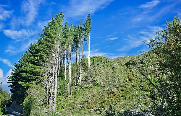 Hillside New Zealand Tall Pine Trees