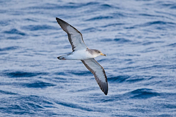 istock Cory's Shearwater in flight over sea 2233908858