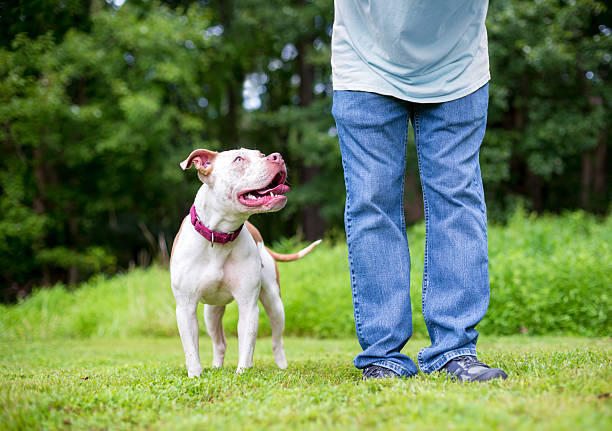 istock A Pit Bull Terrier mixed breed dog standing next to a person 2233911413