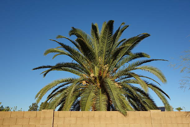 Large Canary Island Date Palm (Phoenix canariensis) against a clear, bright blue sky above light brown block fence