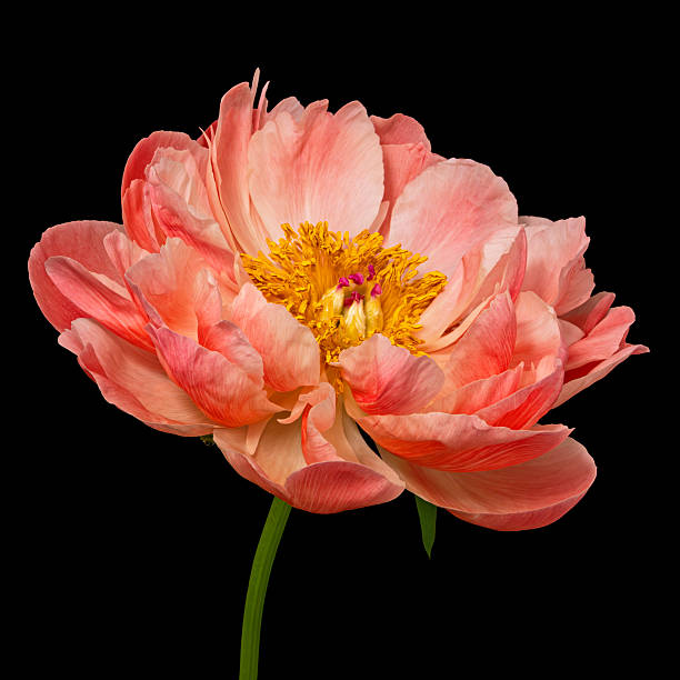 floral pink background of peony petals