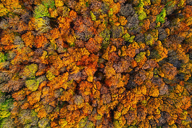 istock Overhead aerial view of dense autumn forest 2233913656