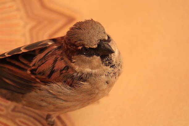 Male Sparrow Bird