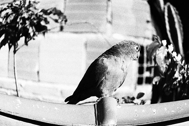 The head of a gray parrot