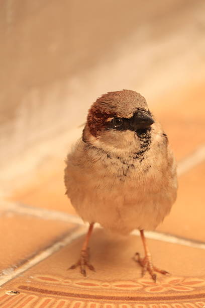 House sparrows are small birds, typically around 16 cm in length, with females and young birds being pale brown and grey, while males have more distinct black, white, and brown markings.