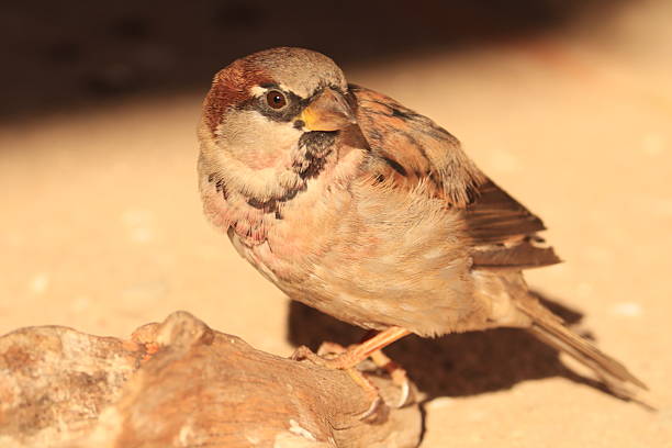 A small bird is sitting on a rock. The bird is brown and has a black beak. The rock is large and has a rough texture. The bird appears to be resting on the rock, and the scene has a peaceful