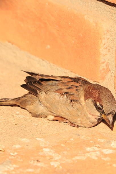 Male Sparrow Bird