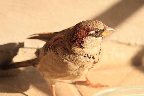 Female Spanish Sparrow, passer hispaniolensis, with young fledgling, Fuerteventura, Canary Islands, Spain