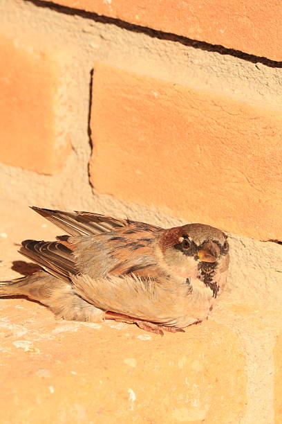 Male Sparrow Bird