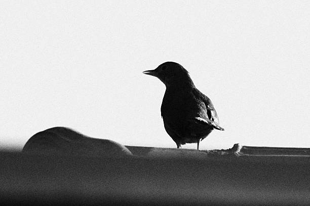 Thrush Perched on the Roof. Monochromatic Black and White Tones