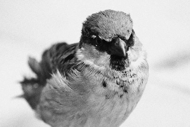 istock Male Sparrow Bird. Monochromatic Black and White Tones 2233915286