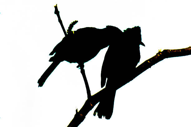 A silhouette of two birds perched together on a branch in Sydney, NSW, Australia. (Photo by Tara Chand Malhotra)