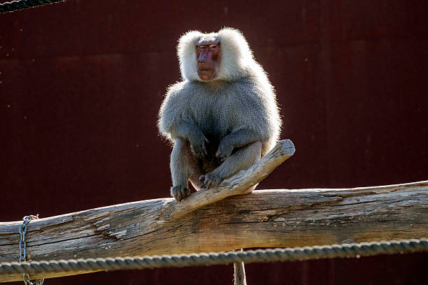 A calm baboon sits against a rustic stone background in a serene safari setting. Its fur shows earthy tones, blending with the natural surroundings.