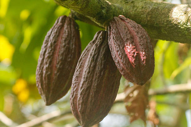 istock Cacao Pods hanging on a tree 2233929375