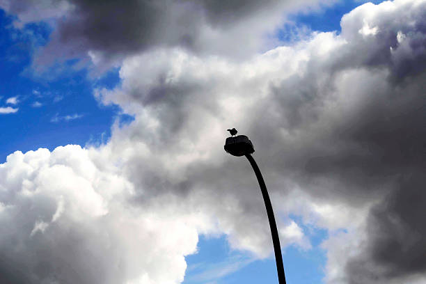 A lone bird perches atop a streetlamp, silhouetted against a dramatic sky filled with both bright blue patches and heavy, dark clouds in Sydney, NSW, Australia. (Photo by Tara Chand Malhotra)