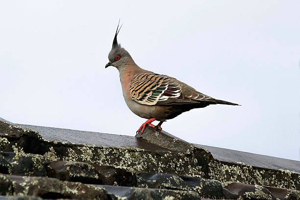 istock Australian Crested Pigeon (Ocyphaps lophotes) perched on a rooftop 2233929699