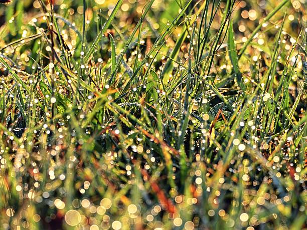 Tokyo, Japan - September 6, 2025:  Drops of water on grass illuminated with the rising sun