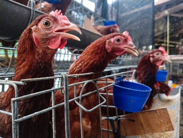 istock Brown Laying Hens in Battery Cage with Blue Feeder 2233933896