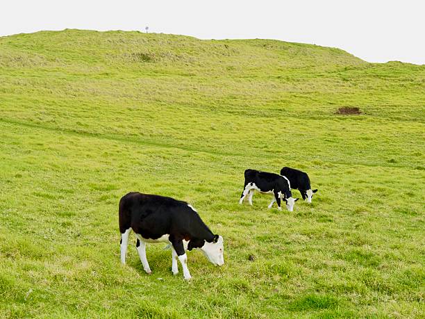 Three Yearling Baldy Cows, Angus/Hereford cross, side by side but spaced apart while grazing at a Mt Taylor, a public mountain in Auckland. Cows like to be in the same area as each other while grazing.
