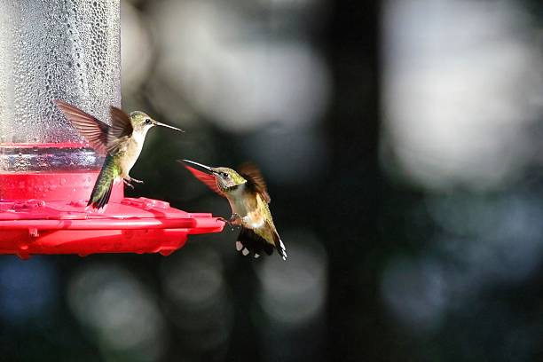 istock Hummingbirds at a Feeder 2233936902