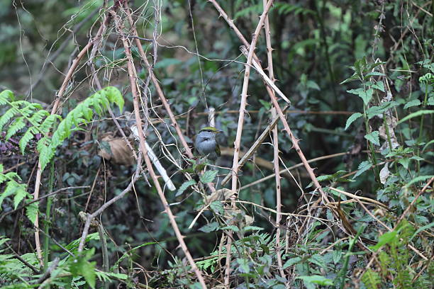 istock Grey-bellied tesia (Tesia cyaniventer) in India 2233938086