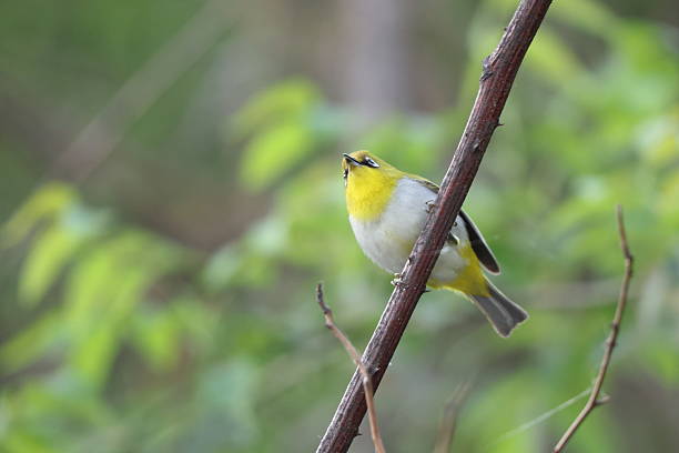 istock Indian white-eye (Zosterops palpebrosus) in North India 2233939086