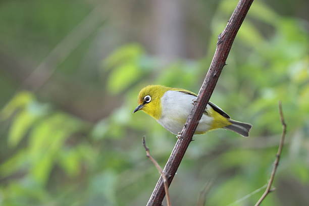 istock Indian white-eye (Zosterops palpebrosus) in North India 2233939206
