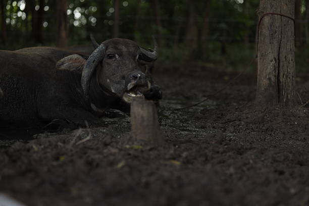 Striking wildlife photography featuring African buffalo in Tanzania. Captured on safari across the savannahs, these fine art images showcase the strength, power, and social behavior of these iconic African mammals in their natural habitat.