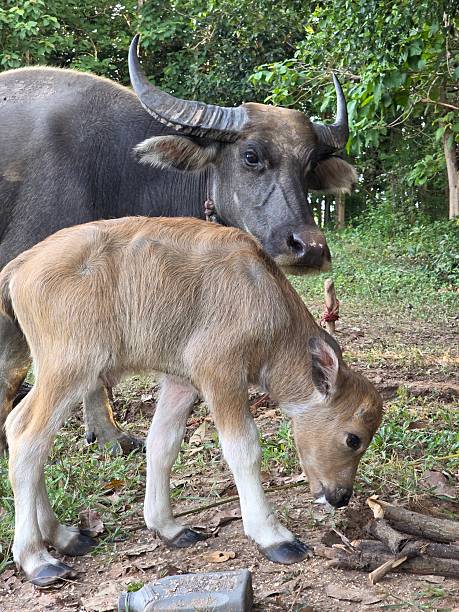 istock A small Thai buffalo calf that was just born 2233941775