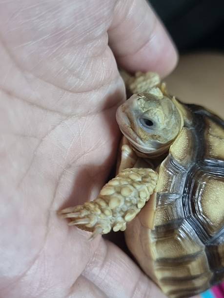istock A small Sulcata tortoise is walking on my hand. 2233941847