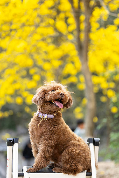 A pet poodle sits outside