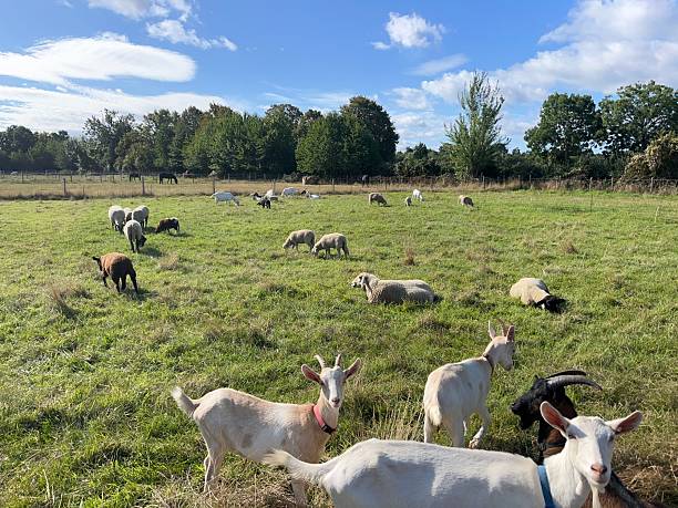 istock Goats and sheep on a green pasture 2233944768