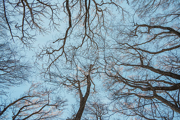 Scenic upward view of bare winter tree branches against blue sky on Hallasan Eorimok Trail, Jeju Island, South Korea.