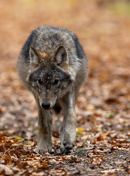 istock Female Wolf(Canis lupus) walking towards camera 2233945370